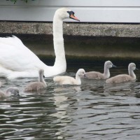 Family of swans