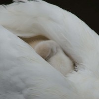 mother swan with baby sleeping on her back