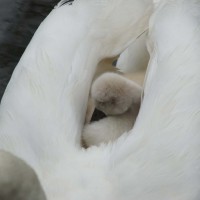 mother swan with baby sleeping on her back