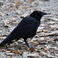 Raven in the park