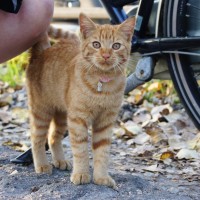 Wild house-tiger cub