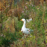 Geese grazing in the weeks at Park Schinkel Islands