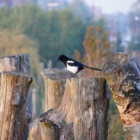 Magpie, Park Schinkel Islands park, fence of logs