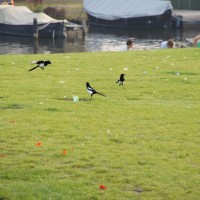 Magpie party! Park Schinkel Islands
