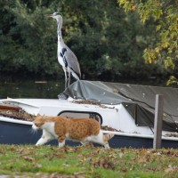 Heron carefully watching the cat