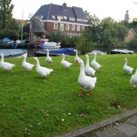 Geese on parade!