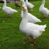 Geese on parade!