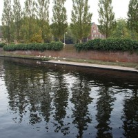 Rowing club geese at the Lyceumbrug near Olympiaplein