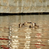 Nile geese with 7 babies