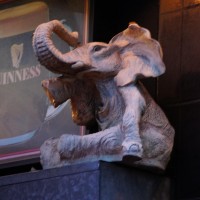 Guinness Elephant
