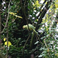 Pink ring-necked parakeets in the Sarphatipark