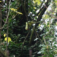 Pink ring-necked parakeets in the Sarphatipark