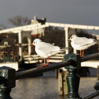 Talking to the postman who was having his lunch on the bench, watching the birds and the Magere brug