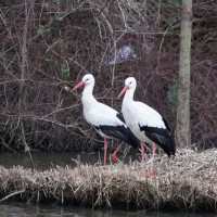 Stork pair in the Frankendael park. There are many pair that nest here.