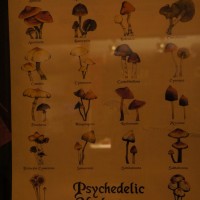 For space cadets, reference card for the various psychedelic mushrooms available in the 'Smart shop'