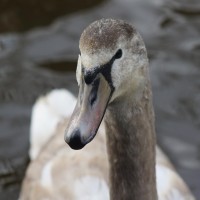 Yearling swan, starting to get his white feathers finally