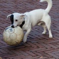 Frantic football-playing dog on the Waterlooplein flea market.