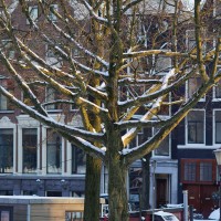 Snowy tree at the Amstelveld