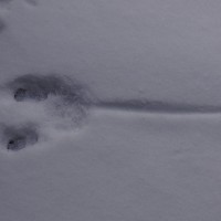 Amsterdam is ful of wildlife. Tracks of a rat in the snow.