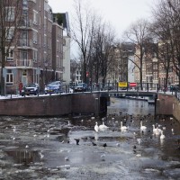 Waterfowl traffic jam on the Zwanengurgwal entrance to the Raamgracht