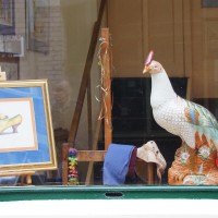 Nice... bird. In a house's front window.