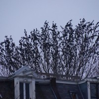 Starling mob in a tree.