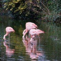Pink flamingos in Artis, as seen from the street.