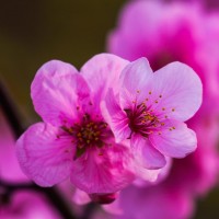 A blossoming fruit tree in someone's yard. I'll call them sakura.