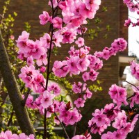 Almost like sakura but I don't think these are actually cherry.