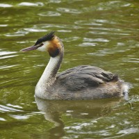 Adult Great Crested Grebe (fuut) wet from diving, and with a baby on it's back