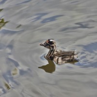 2 day old baby Fuut (Great Crested Grebe) waiting for a parent to return with fish.