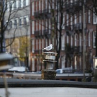 Seagull warming his feet on a chimney vent, mmm...warm....